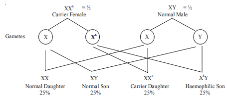 A normal couple has their first child, who is haemophilic. Work out a